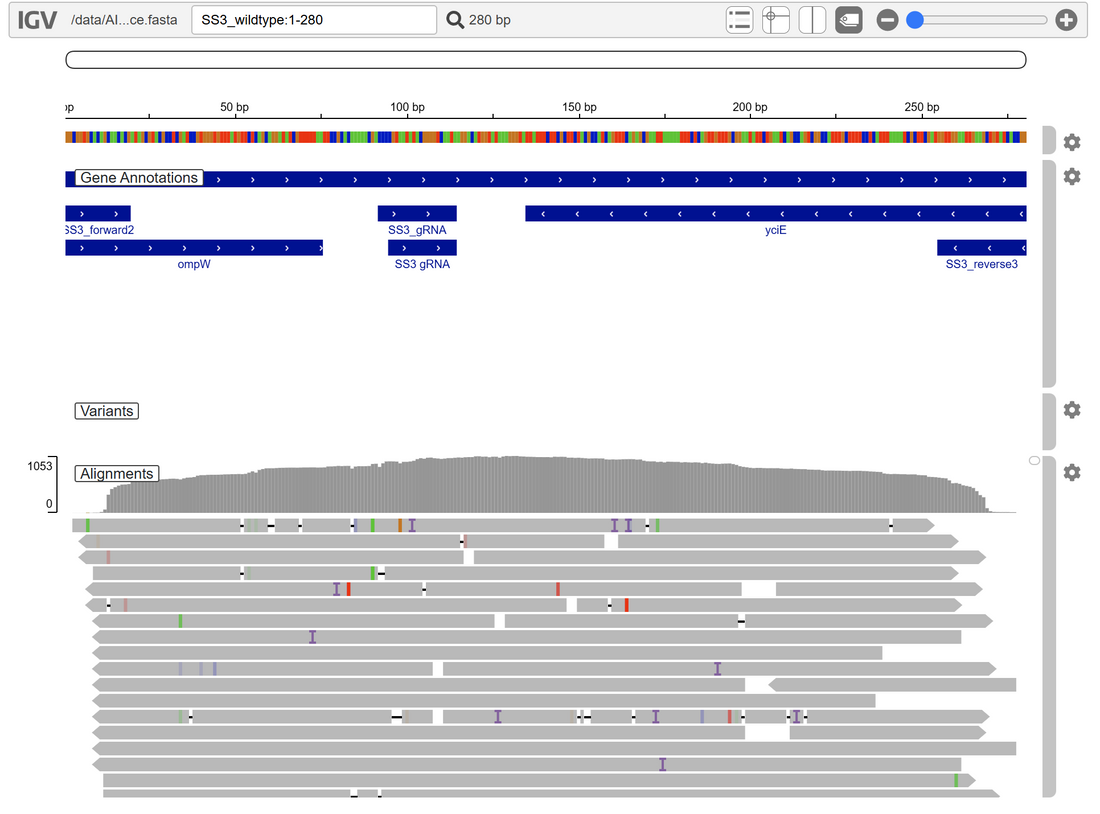 Amplicon Sequencing Using to Validate a Locus