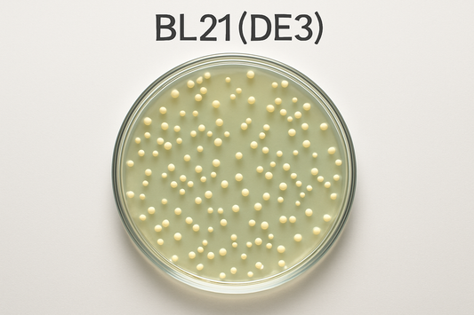 Whole Genome Sequencing of BL21(DE3)