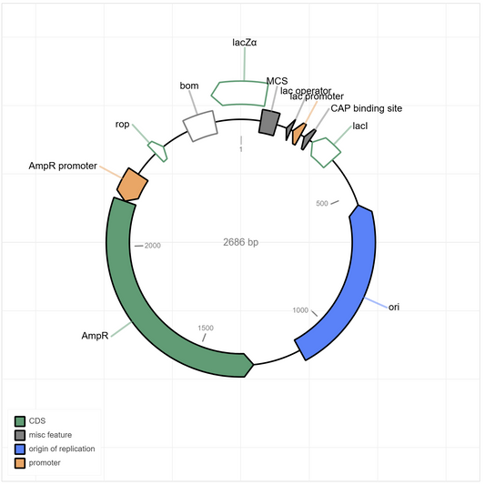 Whole Plasmid Sequencing Example of pUC19