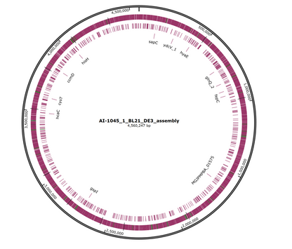 Bacterial Whole Genome Sequencing (less than 7 Mb)
