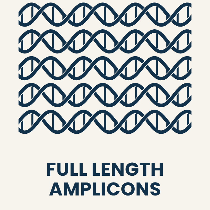 Full Length End-To-End (E2E) Amplicons - High Depth