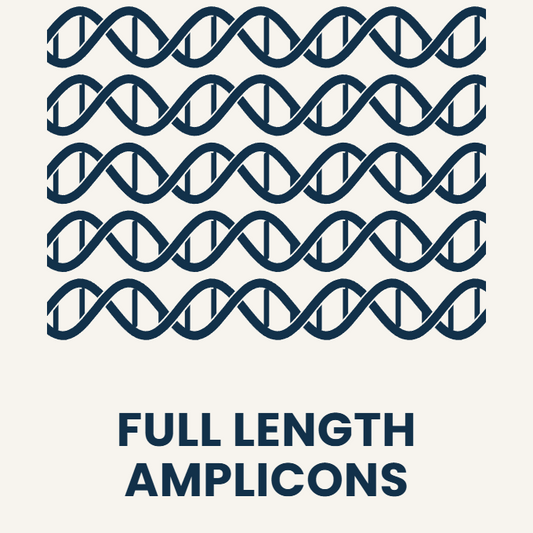 Full Length End-To-End (E2E) Amplicons - High Depth